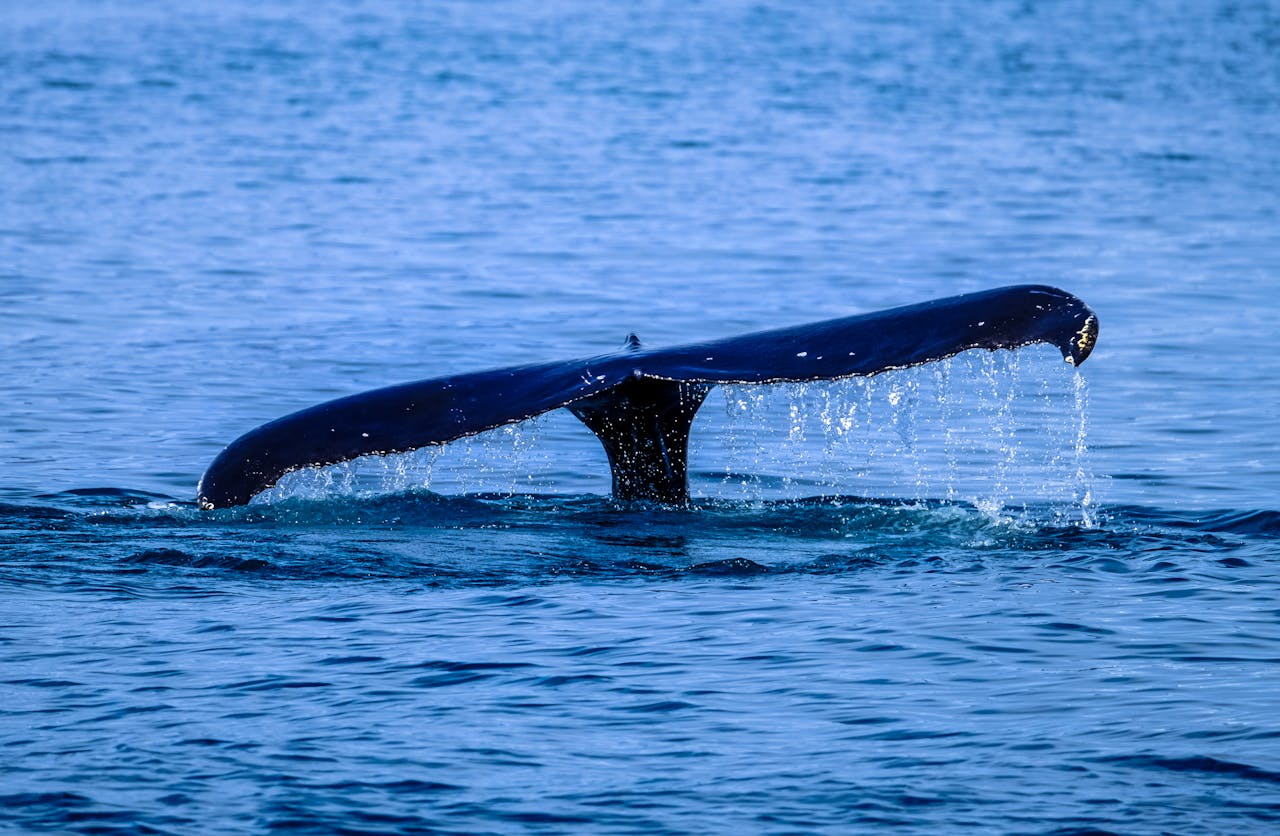 services-02 A whale tail rises above the sea surface, showcasing marine wildlife in action.