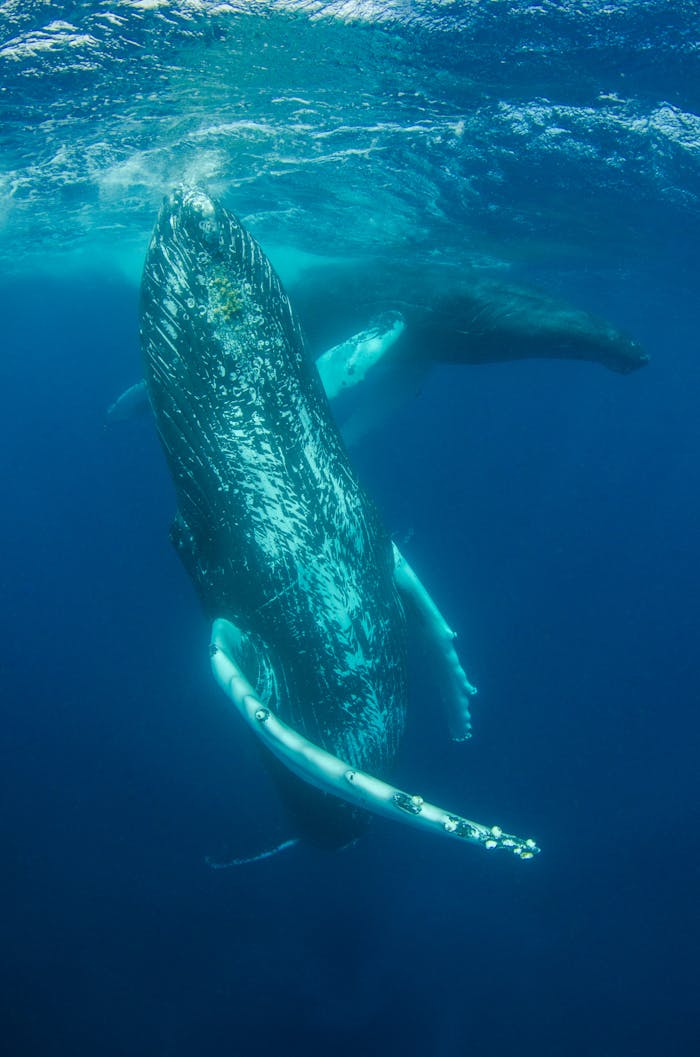 embark Humpback whales gracefully swim underwater showcasing marine wildlife beauty.