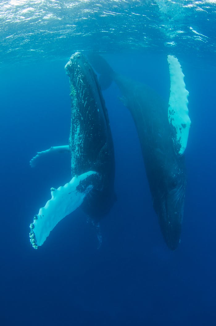 services-04 Two humpback whales gracefully swim underwater, showcasing their majestic beauty.