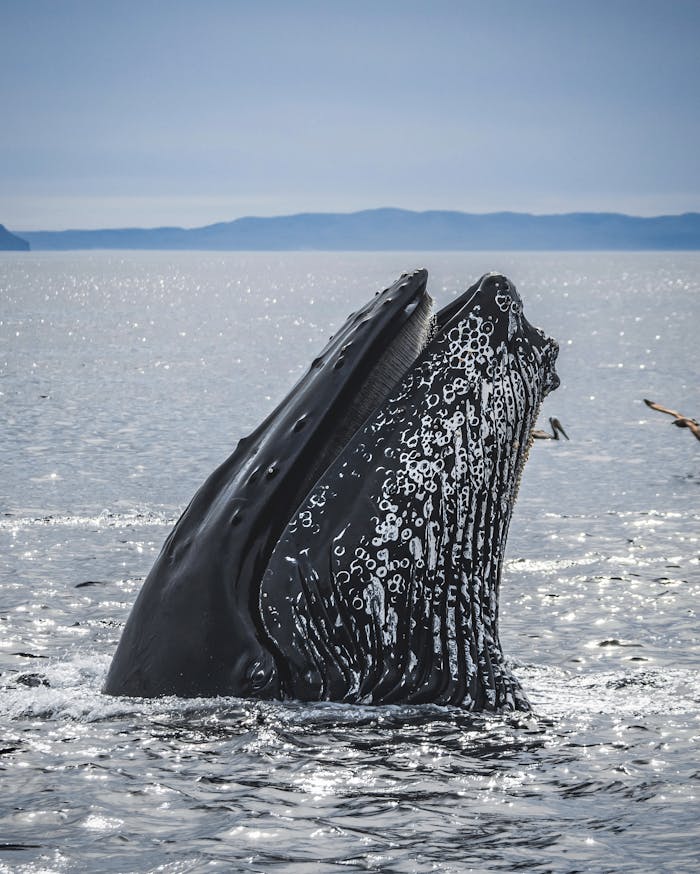 services-03 A stunning humpback whale breaches the ocean surface under a clear sky in Goleta, CA.