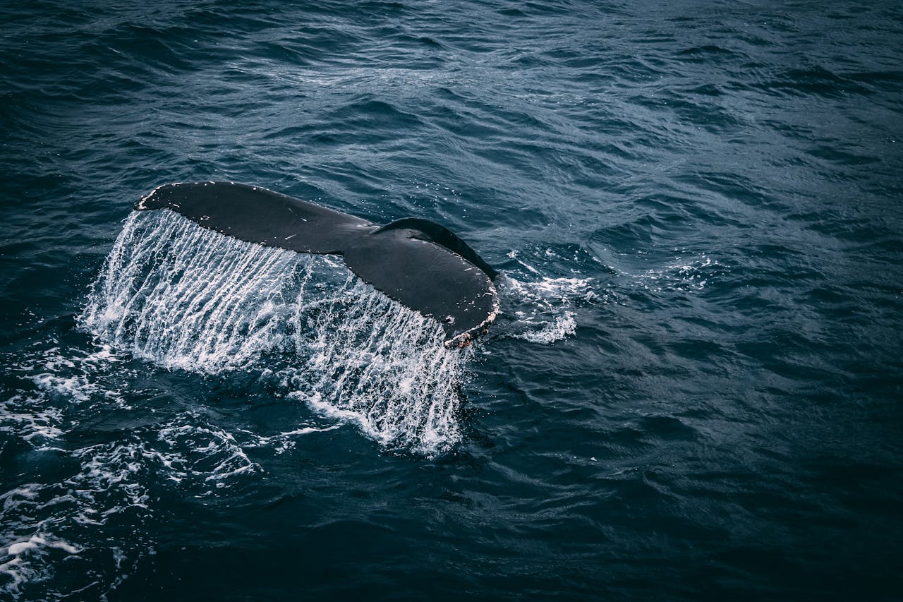 home-hero Stunning capture of a whale tail splashing in the deep blue ocean, showcasing marine beauty.